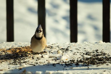 Bu güzel mavi karga bu resim için poz veriyor gibi görünüyor. Bu kuşun etrafındaki kar oldukça beyaz bir zemin oluşturuyor. Tüylerin renkleri turuncu göbek ile gerçekten göze çarpıyor..