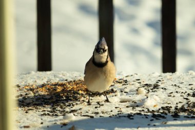 Bu güzel mavi karga bu resim için poz veriyor gibi görünüyor. Bu kuşun etrafındaki kar oldukça beyaz bir zemin oluşturuyor. Tüylerin renkleri turuncu göbek ile gerçekten göze çarpıyor..