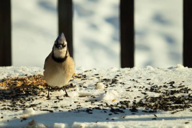 Bu güzel mavi karga bu resim için poz veriyor gibi görünüyor. Bu kuşun etrafındaki kar oldukça beyaz bir zemin oluşturuyor. Tüylerin renkleri turuncu göbek ile gerçekten göze çarpıyor..