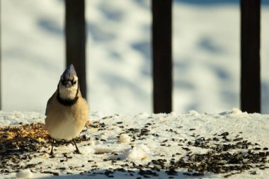 Bu güzel mavi karga bu resim için poz veriyor gibi görünüyor. Bu kuşun etrafındaki kar oldukça beyaz bir zemin oluşturuyor. Tüylerin renkleri turuncu göbek ile gerçekten göze çarpıyor..