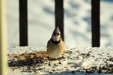 Bu güzel mavi karga bu resim için poz veriyor gibi görünüyor. Bu kuşun etrafındaki kar oldukça beyaz bir zemin oluşturuyor. Tüylerin renkleri turuncu göbek ile gerçekten göze çarpıyor..