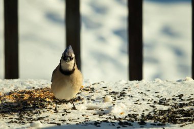 Bu güzel mavi karga bu resim için poz veriyor gibi görünüyor. Bu kuşun etrafındaki kar oldukça beyaz bir zemin oluşturuyor. Tüylerin renkleri turuncu göbek ile gerçekten göze çarpıyor..