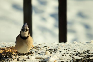Bu güzel mavi karga bu resim için poz veriyor gibi görünüyor. Bu kuşun etrafındaki kar oldukça beyaz bir zemin oluşturuyor. Tüylerin renkleri turuncu göbek ile gerçekten göze çarpıyor..