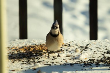 Bu güzel mavi karga bu resim için poz veriyor gibi görünüyor. Bu kuşun etrafındaki kar oldukça beyaz bir zemin oluşturuyor. Tüylerin renkleri turuncu göbek ile gerçekten göze çarpıyor..