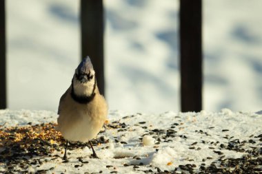 Bu güzel mavi karga bu resim için poz veriyor gibi görünüyor. Bu kuşun etrafındaki kar oldukça beyaz bir zemin oluşturuyor. Tüylerin renkleri turuncu göbek ile gerçekten göze çarpıyor..