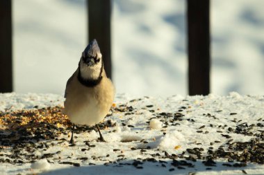 Bu güzel mavi karga bu resim için poz veriyor gibi görünüyor. Bu kuşun etrafındaki kar oldukça beyaz bir zemin oluşturuyor. Tüylerin renkleri turuncu göbek ile gerçekten göze çarpıyor..