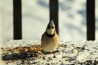 Bu güzel mavi karga bu resim için poz veriyor gibi görünüyor. Bu kuşun etrafındaki kar oldukça beyaz bir zemin oluşturuyor. Tüylerin renkleri turuncu göbek ile gerçekten göze çarpıyor..