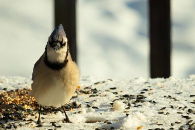 Bu güzel mavi karga bu resim için poz veriyor gibi görünüyor. Bu kuşun etrafındaki kar oldukça beyaz bir zemin oluşturuyor. Tüylerin renkleri turuncu göbek ile gerçekten göze çarpıyor..