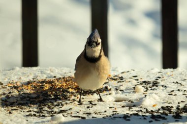 Bu güzel mavi karga bu resim için poz veriyor gibi görünüyor. Bu kuşun etrafındaki kar oldukça beyaz bir zemin oluşturuyor. Tüylerin renkleri turuncu göbek ile gerçekten göze çarpıyor..