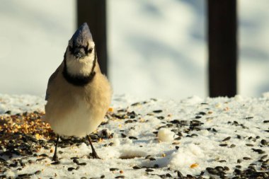Bu güzel mavi karga bu resim için poz veriyor gibi görünüyor. Bu kuşun etrafındaki kar oldukça beyaz bir zemin oluşturuyor. Tüylerin renkleri turuncu göbek ile gerçekten göze çarpıyor..