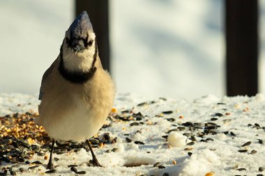 Bu güzel mavi karga bu resim için poz veriyor gibi görünüyor. Bu kuşun etrafındaki kar oldukça beyaz bir zemin oluşturuyor. Tüylerin renkleri turuncu göbek ile gerçekten göze çarpıyor..