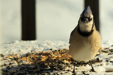 Bu güzel mavi karga bu resim için poz veriyor gibi görünüyor. Bu kuşun etrafındaki kar oldukça beyaz bir zemin oluşturuyor. Tüylerin renkleri turuncu göbek ile gerçekten göze çarpıyor..