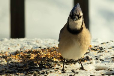 Bu güzel mavi karga bu resim için poz veriyor gibi görünüyor. Bu kuşun etrafındaki kar oldukça beyaz bir zemin oluşturuyor. Tüylerin renkleri turuncu göbek ile gerçekten göze çarpıyor..