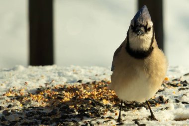 Bu güzel mavi karga bu resim için poz veriyor gibi görünüyor. Bu kuşun etrafındaki kar oldukça beyaz bir zemin oluşturuyor. Tüylerin renkleri turuncu göbek ile gerçekten göze çarpıyor..