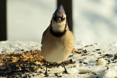 Bu güzel mavi karga bu resim için poz veriyor gibi görünüyor. Bu kuşun etrafındaki kar oldukça beyaz bir zemin oluşturuyor. Tüylerin renkleri turuncu göbek ile gerçekten göze çarpıyor..