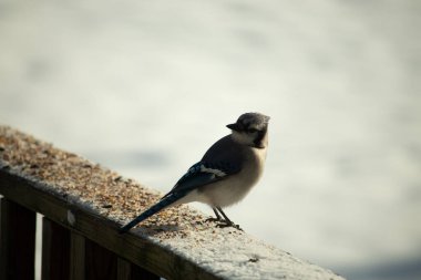 Mavi bir alakarga yemek için beyaz bir sahneye çıktı. Bu güzel kuş, her tarafında kuş yemi olan karların içinde. Corvid 'in oldukça mavi, beyaz ve siyah renkli tüyleri var..