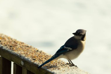 Mavi bir alakarga yemek için beyaz bir sahneye çıktı. Bu güzel kuş, her tarafında kuş yemi olan karların içinde. Corvid 'in oldukça mavi, beyaz ve siyah renkli tüyleri var..