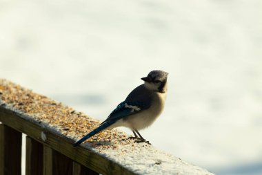 Mavi bir alakarga yemek için beyaz bir sahneye çıktı. Bu güzel kuş, her tarafında kuş yemi olan karların içinde. Corvid 'in oldukça mavi, beyaz ve siyah renkli tüyleri var..