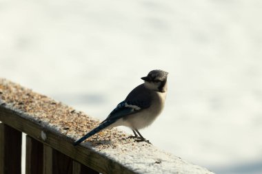 Mavi bir alakarga yemek için beyaz bir sahneye çıktı. Bu güzel kuş, her tarafında kuş yemi olan karların içinde. Corvid 'in oldukça mavi, beyaz ve siyah renkli tüyleri var..