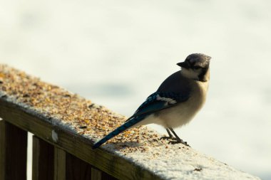 Mavi bir alakarga yemek için beyaz bir sahneye çıktı. Bu güzel kuş, her tarafında kuş yemi olan karların içinde. Corvid 'in oldukça mavi, beyaz ve siyah renkli tüyleri var..