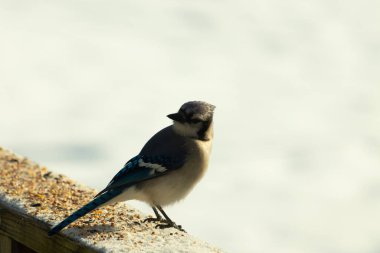 Mavi bir alakarga yemek için beyaz bir sahneye çıktı. Bu güzel kuş, her tarafında kuş yemi olan karların içinde. Corvid 'in oldukça mavi, beyaz ve siyah renkli tüyleri var..