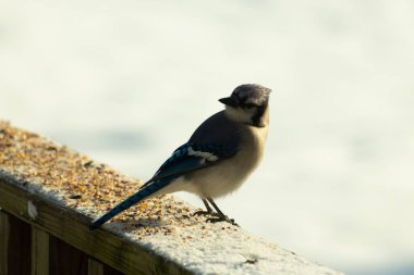 Mavi bir alakarga yemek için beyaz bir sahneye çıktı. Bu güzel kuş, her tarafında kuş yemi olan karların içinde. Corvid 'in oldukça mavi, beyaz ve siyah renkli tüyleri var..