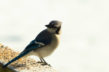 Mavi bir alakarga yemek için beyaz bir sahneye çıktı. Bu güzel kuş, her tarafında kuş yemi olan karların içinde. Corvid 'in oldukça mavi, beyaz ve siyah renkli tüyleri var..