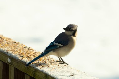 Mavi bir alakarga yemek için beyaz bir sahneye çıktı. Bu güzel kuş, her tarafında kuş yemi olan karların içinde. Corvid 'in oldukça mavi, beyaz ve siyah renkli tüyleri var..