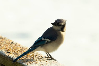 Mavi bir alakarga yemek için beyaz bir sahneye çıktı. Bu güzel kuş, her tarafında kuş yemi olan karların içinde. Corvid 'in oldukça mavi, beyaz ve siyah renkli tüyleri var..