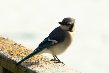 Mavi bir alakarga yemek için beyaz bir sahneye çıktı. Bu güzel kuş, her tarafında kuş yemi olan karların içinde. Corvid 'in oldukça mavi, beyaz ve siyah renkli tüyleri var..