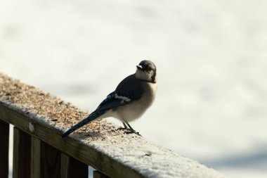 Mavi bir alakarga yemek için beyaz bir sahneye çıktı. Bu güzel kuş, her tarafında kuş yemi olan karların içinde. Corvid 'in oldukça mavi, beyaz ve siyah renkli tüyleri var..