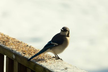 Mavi bir alakarga yemek için beyaz bir sahneye çıktı. Bu güzel kuş, her tarafında kuş yemi olan karların içinde. Corvid 'in oldukça mavi, beyaz ve siyah renkli tüyleri var..