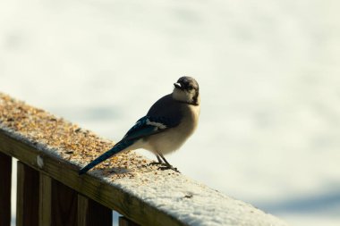 Mavi bir alakarga yemek için beyaz bir sahneye çıktı. Bu güzel kuş, her tarafında kuş yemi olan karların içinde. Corvid 'in oldukça mavi, beyaz ve siyah renkli tüyleri var..