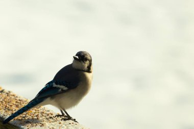 Mavi bir alakarga yemek için beyaz bir sahneye çıktı. Bu güzel kuş, her tarafında kuş yemi olan karların içinde. Corvid 'in oldukça mavi, beyaz ve siyah renkli tüyleri var..