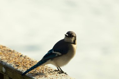 Mavi bir alakarga yemek için beyaz bir sahneye çıktı. Bu güzel kuş, her tarafında kuş yemi olan karların içinde. Corvid 'in oldukça mavi, beyaz ve siyah renkli tüyleri var..