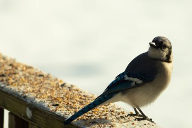 Mavi bir alakarga yemek için beyaz bir sahneye çıktı. Bu güzel kuş, her tarafında kuş yemi olan karların içinde. Corvid 'in oldukça mavi, beyaz ve siyah renkli tüyleri var..