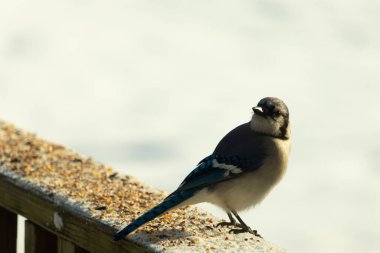 Mavi bir alakarga yemek için beyaz bir sahneye çıktı. Bu güzel kuş, her tarafında kuş yemi olan karların içinde. Corvid 'in oldukça mavi, beyaz ve siyah renkli tüyleri var..