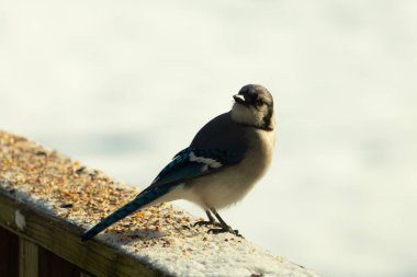Mavi bir alakarga yemek için beyaz bir sahneye çıktı. Bu güzel kuş, her tarafında kuş yemi olan karların içinde. Corvid 'in oldukça mavi, beyaz ve siyah renkli tüyleri var..