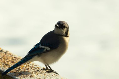 Mavi bir alakarga yemek için beyaz bir sahneye çıktı. Bu güzel kuş, her tarafında kuş yemi olan karların içinde. Corvid 'in oldukça mavi, beyaz ve siyah renkli tüyleri var..