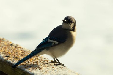 Mavi bir alakarga yemek için beyaz bir sahneye çıktı. Bu güzel kuş, her tarafında kuş yemi olan karların içinde. Corvid 'in oldukça mavi, beyaz ve siyah renkli tüyleri var..