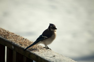 Mavi bir alakarga yemek için beyaz bir sahneye çıktı. Bu güzel kuş, her tarafında kuş yemi olan karların içinde. Corvid 'in oldukça mavi, beyaz ve siyah renkli tüyleri var..