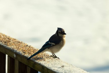 Mavi bir alakarga yemek için beyaz bir sahneye çıktı. Bu güzel kuş, her tarafında kuş yemi olan karların içinde. Corvid 'in oldukça mavi, beyaz ve siyah renkli tüyleri var..