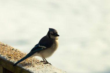 Mavi bir alakarga yemek için beyaz bir sahneye çıktı. Bu güzel kuş, her tarafında kuş yemi olan karların içinde. Corvid 'in oldukça mavi, beyaz ve siyah renkli tüyleri var..