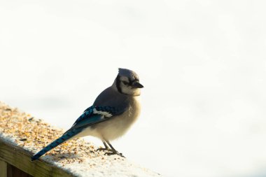 Mavi bir alakarga yemek için beyaz bir sahneye çıktı. Bu güzel kuş, her tarafında kuş yemi olan karların içinde. Corvid 'in oldukça mavi, beyaz ve siyah renkli tüyleri var..