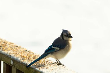 Mavi bir alakarga yemek için beyaz bir sahneye çıktı. Bu güzel kuş, her tarafında kuş yemi olan karların içinde. Corvid 'in oldukça mavi, beyaz ve siyah renkli tüyleri var..