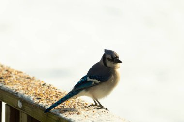 Mavi bir alakarga yemek için beyaz bir sahneye çıktı. Bu güzel kuş, her tarafında kuş yemi olan karların içinde. Corvid 'in oldukça mavi, beyaz ve siyah renkli tüyleri var..