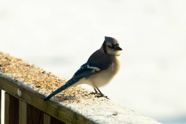 Mavi bir alakarga yemek için beyaz bir sahneye çıktı. Bu güzel kuş, her tarafında kuş yemi olan karların içinde. Corvid 'in oldukça mavi, beyaz ve siyah renkli tüyleri var..
