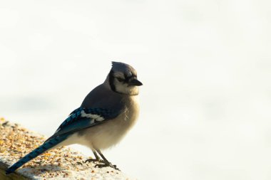 Mavi bir alakarga yemek için beyaz bir sahneye çıktı. Bu güzel kuş, her tarafında kuş yemi olan karların içinde. Corvid 'in oldukça mavi, beyaz ve siyah renkli tüyleri var..