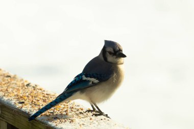 Mavi bir alakarga yemek için beyaz bir sahneye çıktı. Bu güzel kuş, her tarafında kuş yemi olan karların içinde. Corvid 'in oldukça mavi, beyaz ve siyah renkli tüyleri var..