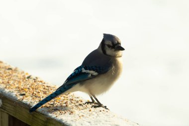 Mavi bir alakarga yemek için beyaz bir sahneye çıktı. Bu güzel kuş, her tarafında kuş yemi olan karların içinde. Corvid 'in oldukça mavi, beyaz ve siyah renkli tüyleri var..